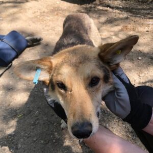 FLO (♂) - NOTFALL - vermittelt MH