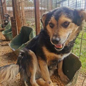 BIRKO (♂) - ausgereist zum TST Rösrath