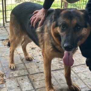 BUMA (♂) - vermittelt MH