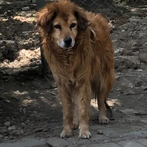 ALANIS (♀) - vermisst 11/24