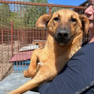 RIEMA (♀) - reserviert Tierhilfe Lebenswert DR - vermittelt