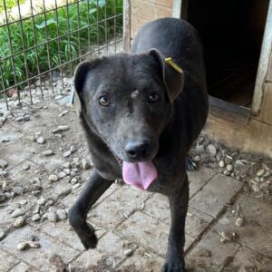 CAATJE (♀) - vermisst 11/24