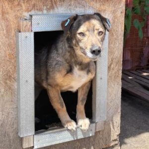 RENEE (♀) - seit mindestens 2020 im Shelter