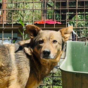 LUMY (♀) - kommt nicht gut zurecht