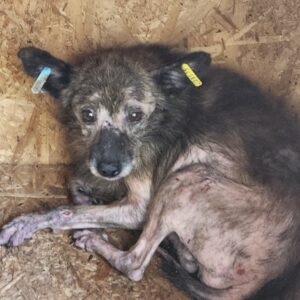 FONSI (♂) - NOTFALL - extreme Hautprobleme - als GPH auf PDR PS - vermittelt