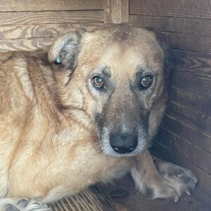 DOMANI (♂) - Notfall, viel zu dünn, Hautprobleme