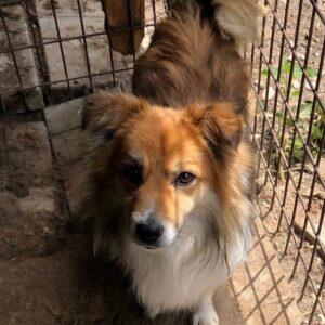 PEKKA (♂) - vermittelt LS