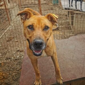 BELLIE (♀) - Vermittlung nur nach AT möglich