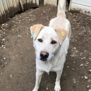 GELATO (♂) - seit 2020 im Shelter