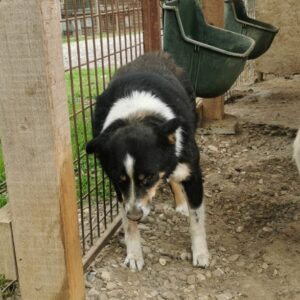 TALLY (♀) - Hinterbein nicht belastbar - vermisst 11/24