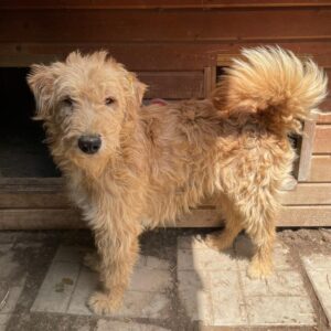 CLIFFI (♂) - ausgereist zum TST