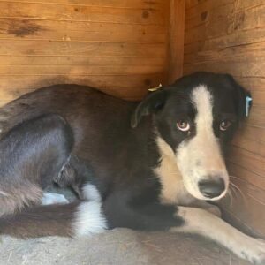 KATHANI (♀) - Notfall - viel zu dünn