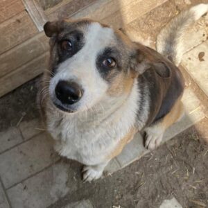 LEVI (♀) - ausgereist zum TST Rösrath (AL)