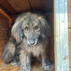 MOON (⚤) - vermisst 11/24