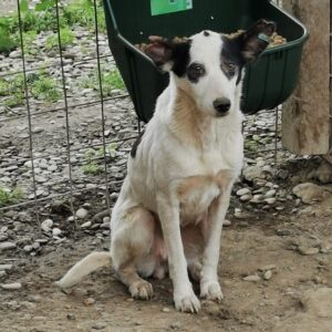 NEVINA (♀) - vermisst 11/24