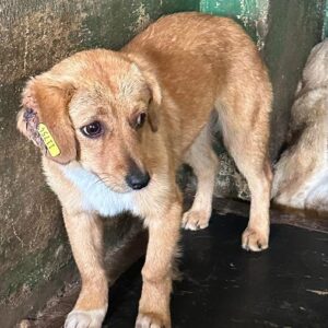 TARANEH (♀) - ausgereist zu TINO