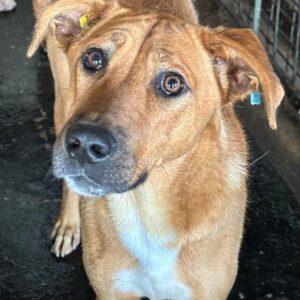 INUK (♂) - Notfall in Rumänien - jetzt auf PS im PLZ Bereich 42 - vermittelt