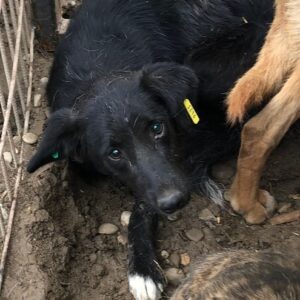 ANTHEA (♀) - vermisst 11/24