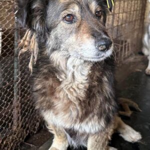 WALLY (⚤) - Problem mit Hinterbein