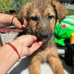 KASPAR (♂) - vermittelt JW