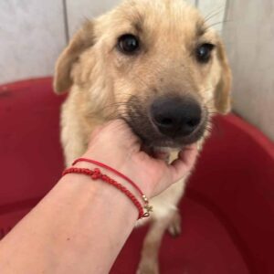 JULIANE (♀) - auf PDR PS im PLZ Bezirk 12 *ausgereist*