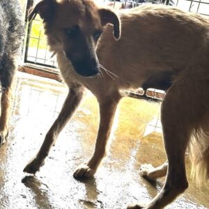 AISCHA (♀) - Notfall - viel zu dünn