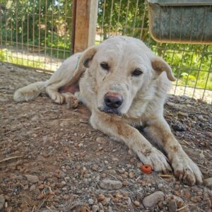 NICODEMUS (♂) - RBB 07/24