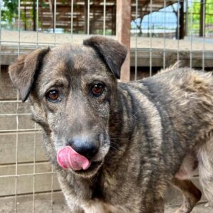 JOAQUIN (♂) - vermisst 11/24