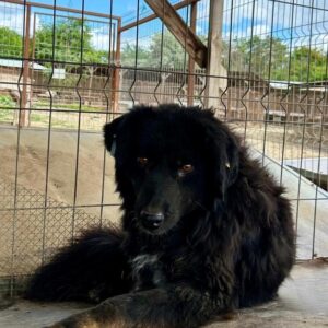 RAMOS (♂) - Bissverletzung (05/2024) - seit mind. 2022 im Shelter