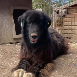 JAADU (♂) - Unrundes Gangbild, beginnende Hautprobleme (05/24)