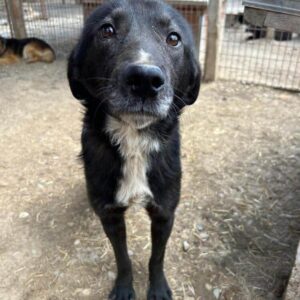 NORBU (♂) - auf PDR PS im PLZ Bezirk 86 - vermittelt