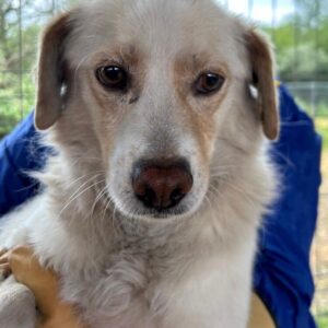 ARTJOM (♂) - seit mind. 2022 im Shelter