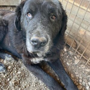 TOLIS (♂) - RBB 09/24