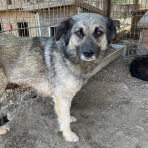 LIBUSSA (♀) - vermisst 11/24