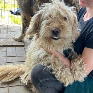 SKANDI (♂) - auf PDR PS im PLZ Bezirk 54 - vermittelt