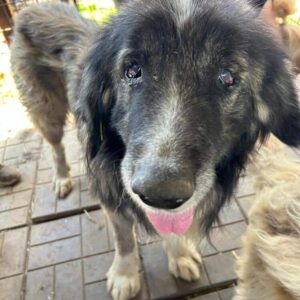 WINDOW (♂) - vermisst 11/24