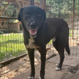 HEINRICH (♂) - RBB 08/24