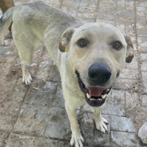 SPIKE (♂) - zu dünn (05/24)