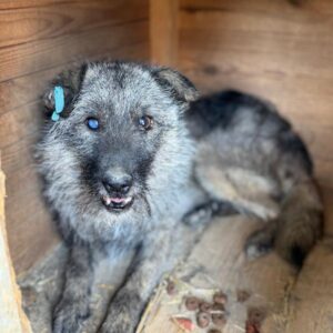 MAHAN (♂) - Notfall - schlechter Allgemeinzustand - ausgereist zum TST