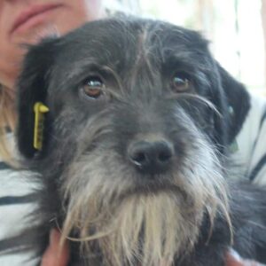 MARYNA (♀) - ausgereist zum TST Rösrath