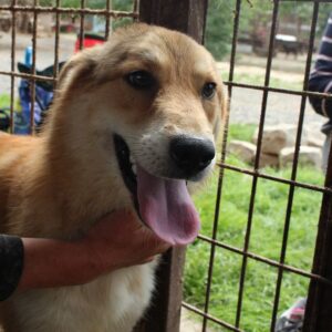 SONAM (♂) - vermisst 11/24