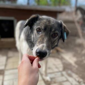 SAJAN (♂) - seit mindestens 2018 im Shelter