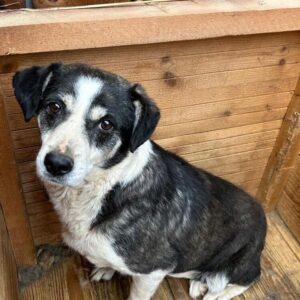 LORIE (♀) - seit 2020 im Shelter