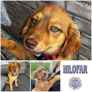 NILOFAR (♀) 15306 Seelow - vermittelt