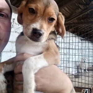 FESTUS (♂) - reserviert Tierhilfe Lebenswert DR - vermittelt