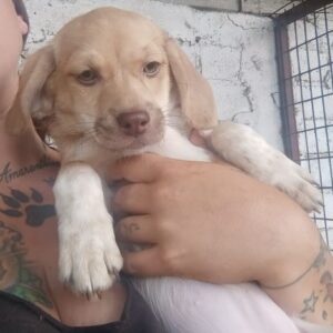 ELLY (♀) - ausgereist zu Second Chance Dogs