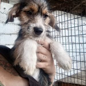 HEDWIG (♀) - reserviert Tierhilfe Lebenswert DR - vermittelt