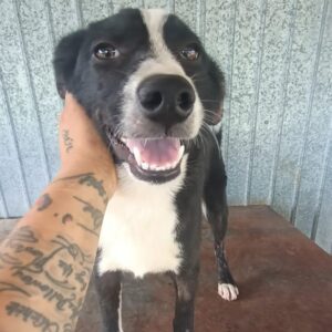 IXY (♀) - ausgereist zur Tierhilfe Lebenswert