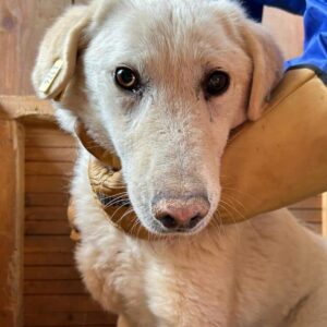 HEIKO (♂) - vermisst 11/24