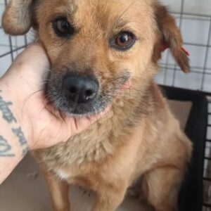 TOBIE (♂) - ausgereist zur Tierhilfe Lebenswert